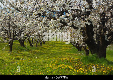 Cherry orchards in the spring outside of the Columbia River Gorge, Oregon. USA Stock Photo