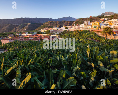 A banana plantation in the town of Tazacorte on the Canary Island of La Palma. Stock Photo