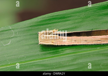 Bamboo Butterfly, Purple Mort Blue or Owl Butterfly (Eryphanis polyxena), caterpillar Stock Photo