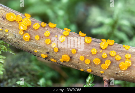 Jelly cup fungus, Guepiniopsis alpina, Chester Lake trail, Peter ...