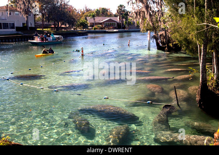 Tourists viewing manatees in the Crystal River National Wildlife Refuge