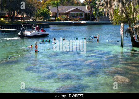 Tourists viewing manatees in the Crystal River National Wildlife Refuge at Kings Bay, Florida, USA. Stock Photo