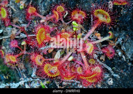 Round-leaved or common sundew in bud. Dorset, UK June 2012 Stock Photo