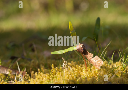 New leaves shooting up from a single maple tree sapling seed uncurling emerging in meadow at edge of wood in spring Stock Photo