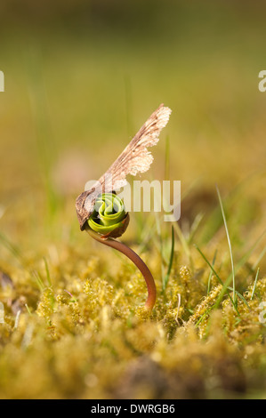 New leaves shooting up from a single maple tree sapling seed uncurling emerging in meadow at edge of wood in spring Stock Photo