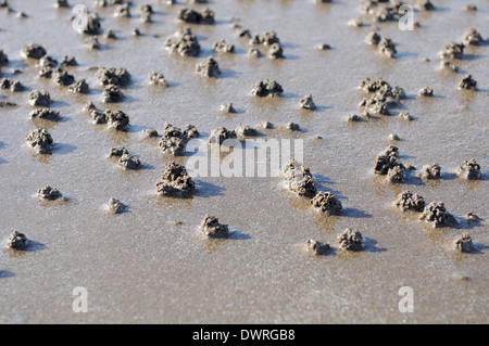 Lugworm casts on a wet sandy beach in Scotland. Stock Photo