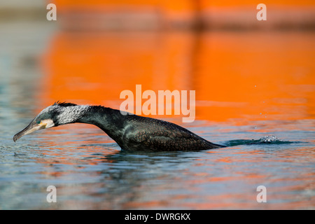 Cormorant; Phalacrocorax carbo; Diving in Newlyn Harbour; UK Stock Photo
