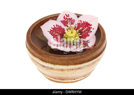 Hellebore flower floating on water in a stoneware bowl isolated against white Stock Photo