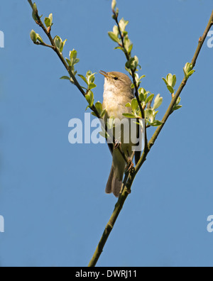 Willow Warbler-Phylloscopus trochilus, Singing. Spring. Uk Stock Photo