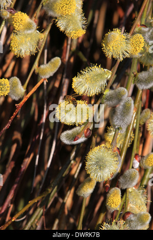 The plight of the, Humble bee, Common bee, bumble bees in a willow tree early, collection pollen, Bees, pollinate, bee friendly, friends of the Earth. Stock Photo