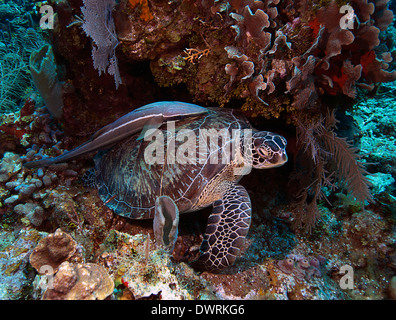 A green sea turtle rests amongst the reef in Roatan, Honduras. Stock Photo
