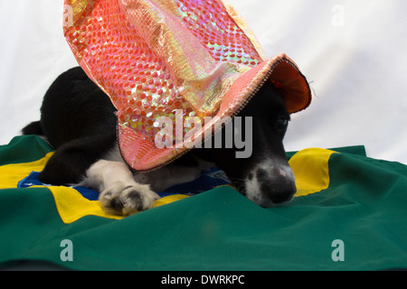 dog in the world cup party Stock Photo