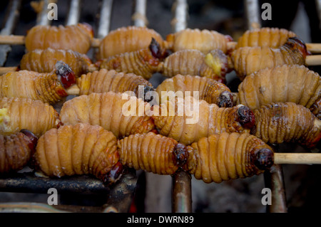 Edible palm weevil larvae (Rhynchophorus phoenicis) from the Amazon Stock Photo