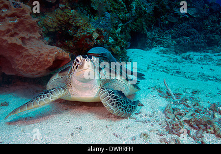 A green sea turtle with remoras rests amongst the reef in Roatan, Honduras. Stock Photo