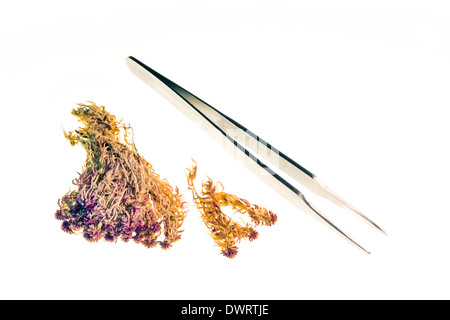 Dried moss sample and a pair of tweezers, isolated on white background. Stock Photo