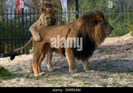 Close-up a mature lion (Panthera leo) and a playful cub in zoo setting Stock Photo