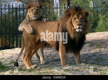 Close-up a mature lion (Panthera leo) and a playful cub in zoo setting Stock Photo