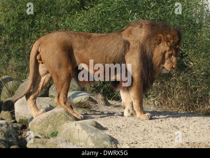 Close-up a mature lion (Panthera leo) in profile Stock Photo