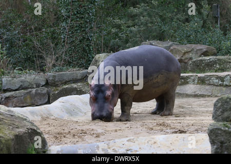 Hippo (Hippopotamus amphibius) close-up, grazing Stock Photo