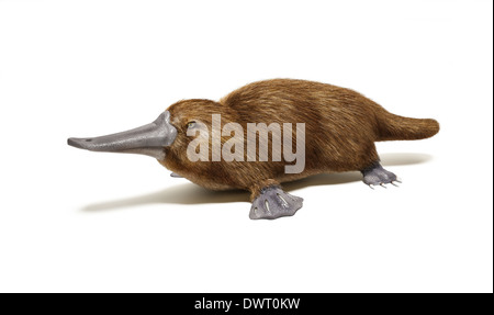 Platypus duck-billed animal. On white background with drop shadow. Stock Photo