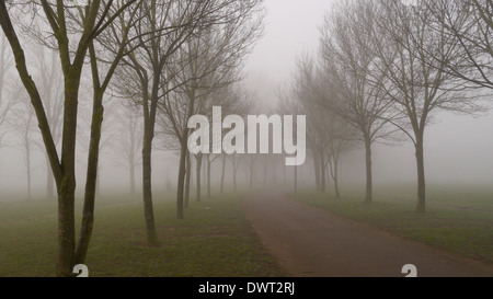 Trees along a path in the fog fading away into the distance Stock Photo