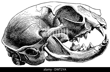 Cat skull illustration, drawing, engraving, ink, line art, vector Stock ...