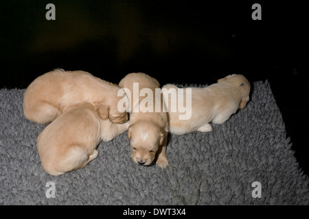 Quartet of three week old male golden retriever puppies in corner of whelping box on polyester rug Stock Photo