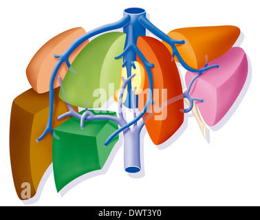 Liver, drawing Stock Photo