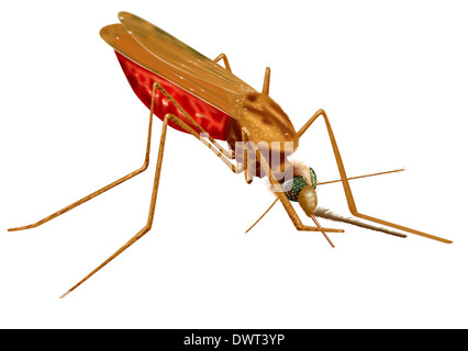 Mosquito, drawing Stock Photo