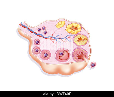 Ovarian cycle, drawing Stock Photo