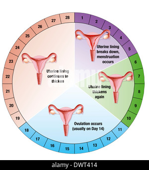 Menstrual cycle, drawing Stock Photo