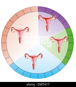 Menstrual cycle, drawing Stock Photo