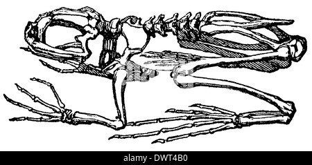 skeleton of frog Stock Photo - Alamy