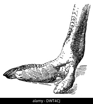 Ostrich: foot Stock Photo