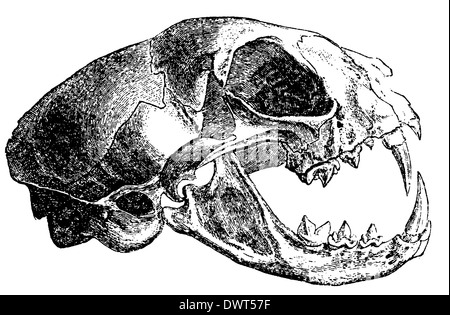 Wildcat, wild cat: skull Stock Photo - Alamy