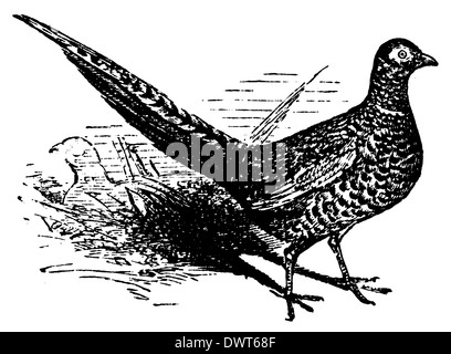 Line drawing of pheasant Stock Photo - Alamy