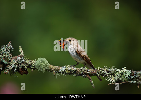 Spotted Flycatcher (Muscicapa striata) Stock Photo