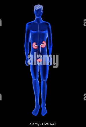 Urinary system drawing Stock Photo