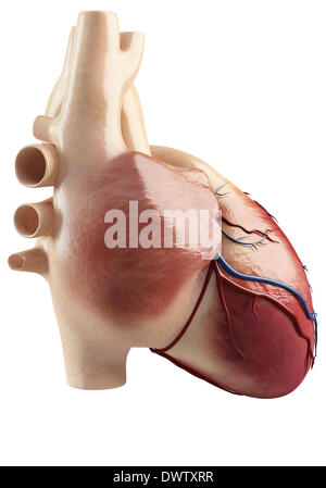 Blood circulation heart drawing Stock Photo - Alamy