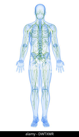 Lymphatic system drawing Stock Photo