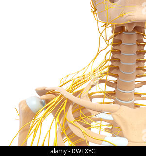 Peripheral nervous system shoulder drawing Stock Photo