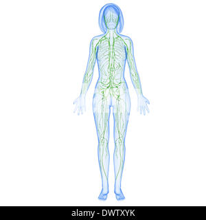 Lymphatic system drawing Stock Photo
