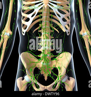 Lymphatic system abdomen drawing Stock Photo