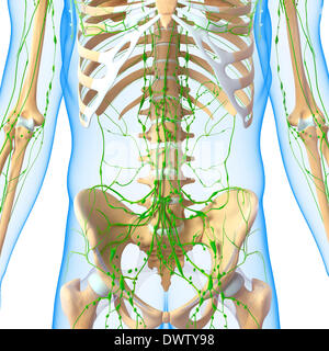 Lymphatic system abdomen drawing Stock Photo