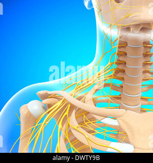 Peripheral nervous system shoulder drawing Stock Photo
