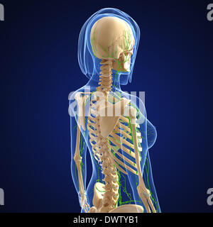 Lymphatic system back drawing Stock Photo - Alamy
