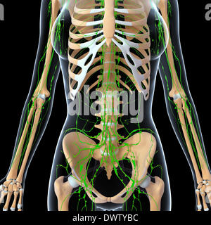 Lymphatic system abdomen drawing Stock Photo