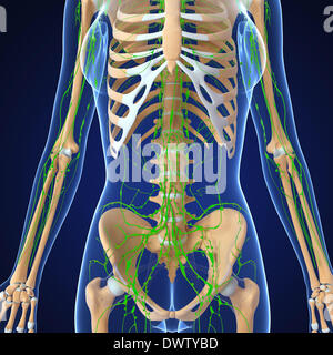 Lymphatic system abdomen drawing Stock Photo