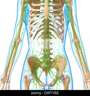 Lymphatic system abdomen drawing Stock Photo