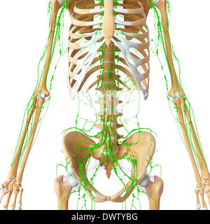 Lymphatic system abdomen drawing Stock Photo